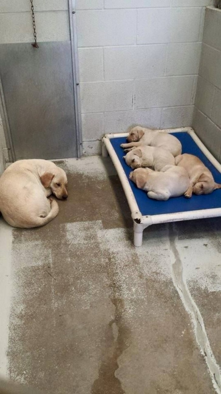 Questa mamma ha lasciato che i suoi cuccioli occupassero il posto più comodo in cui dormire.