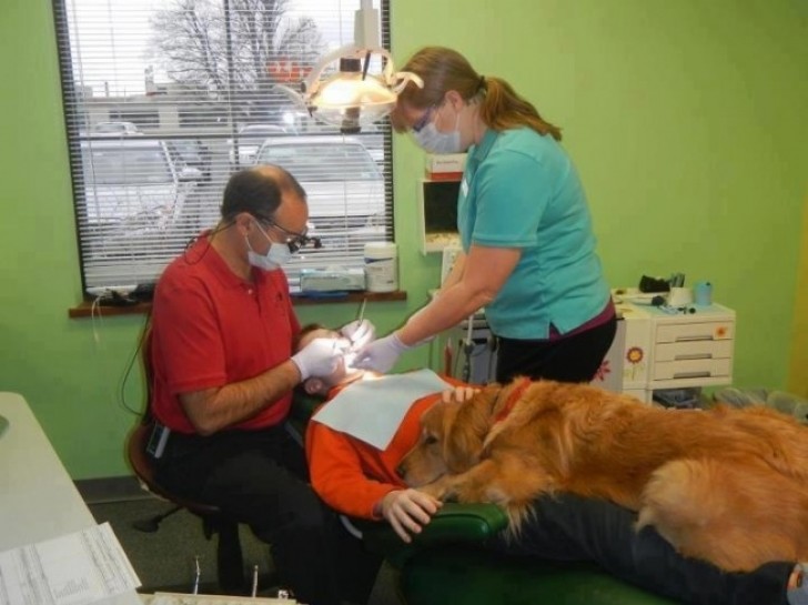 Questo cane lavora nello studio del dentista: tranquillizza i pazienti più ansiosi lasciandosi accarezzare.