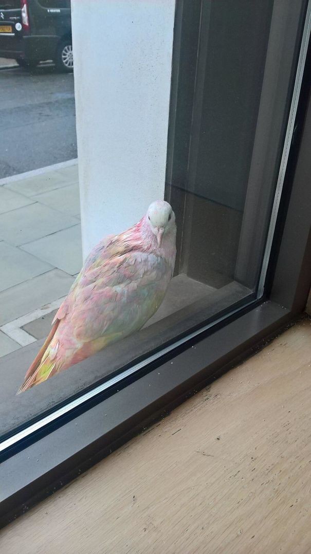 Now go and say you saw a rainbow pigeon ...