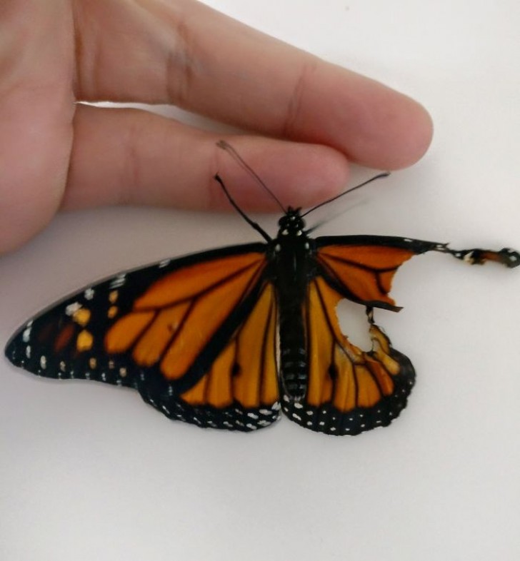 Voici le papillon blessé: l'aile droite est presque totalement absente, on ne sait pas si elle a été endommagée ou si c'est une malformation présente depuis la naissance.