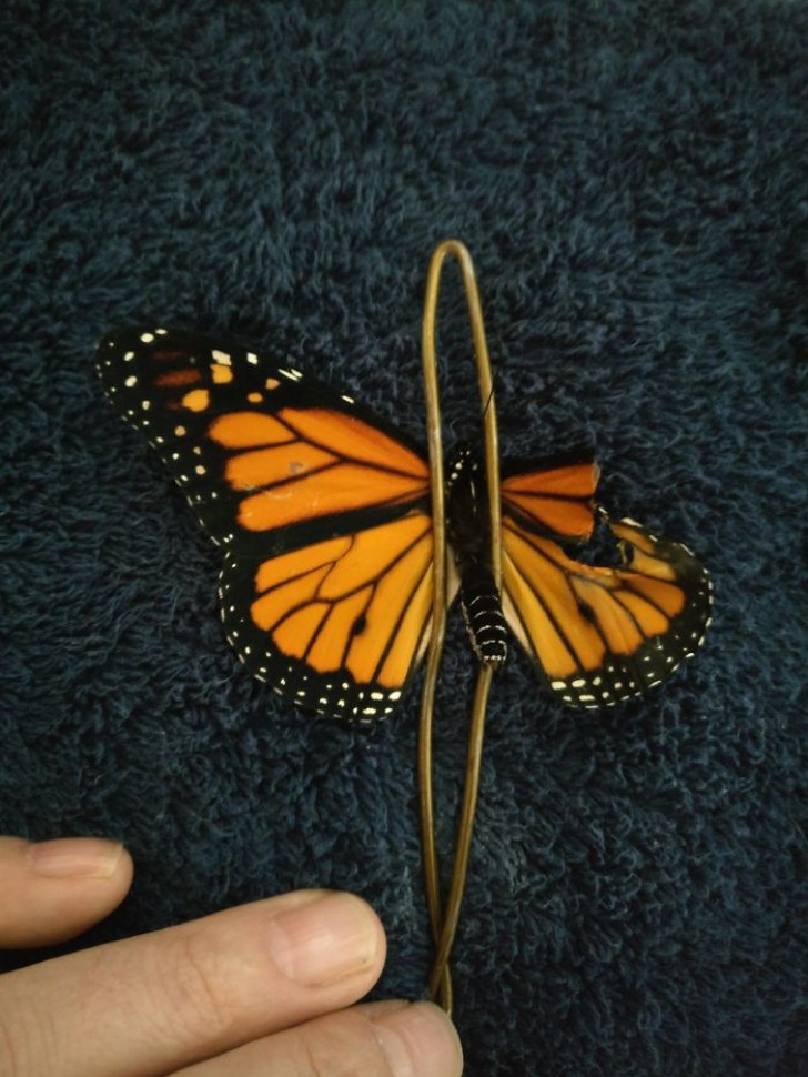 Romy hat den Schmetterling immobilisiert um den beschädigten Teil des Flügels zu entfernen. Man muss keine Angst haben, der Schmerz entspricht dem, wenn wir uns einen Fingernagel schneiden