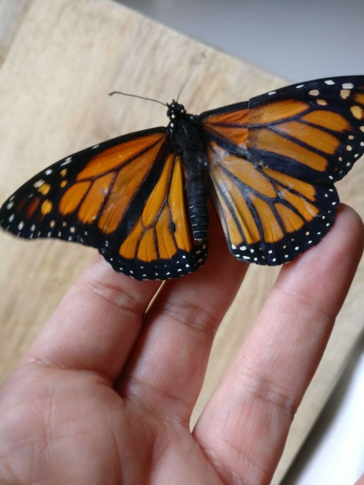 Mit etwas Geduld und ruhiger Hand hat Romy es geschafft, den Flügel des toten Schmetterlings an den lebenden Schmetterling anzunähen