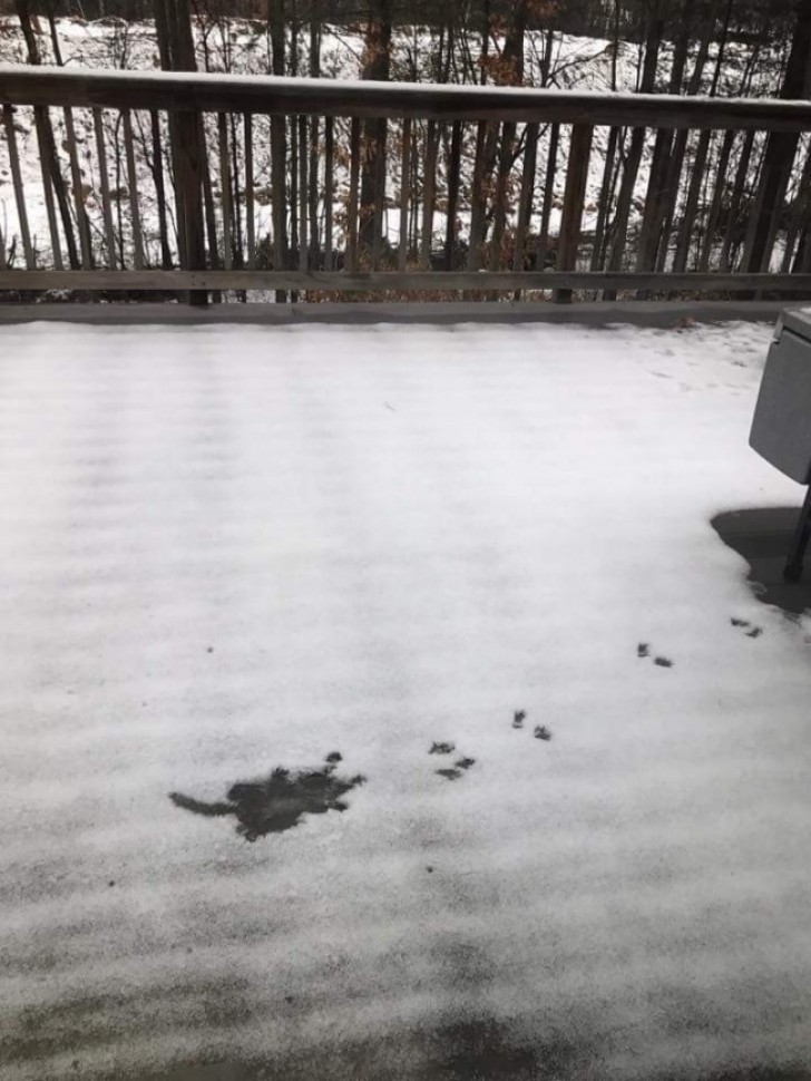 Ein armes Eichhörnchen stürzte in den Schnee, aber es scheint ihm gut zu gehen...