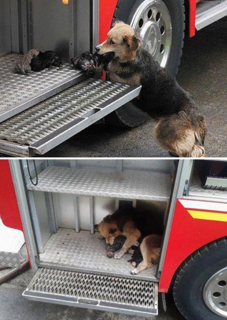 Questa mamma ha salvato uno ad uno i suoi cuccioli e li ha messi in salvo nel camion dei pompieri.