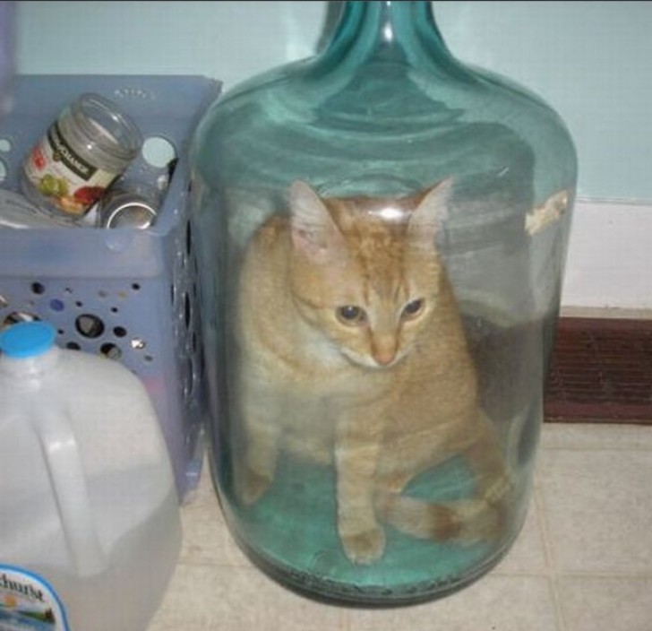 A live cat in an empty five-gallon water jug