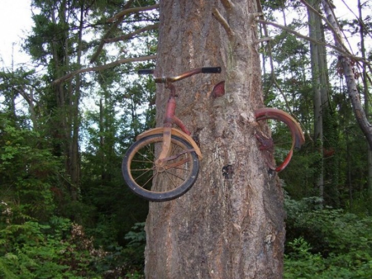 Een fiets in een boom gegroeid, of een boom in een fiets gegroeid?