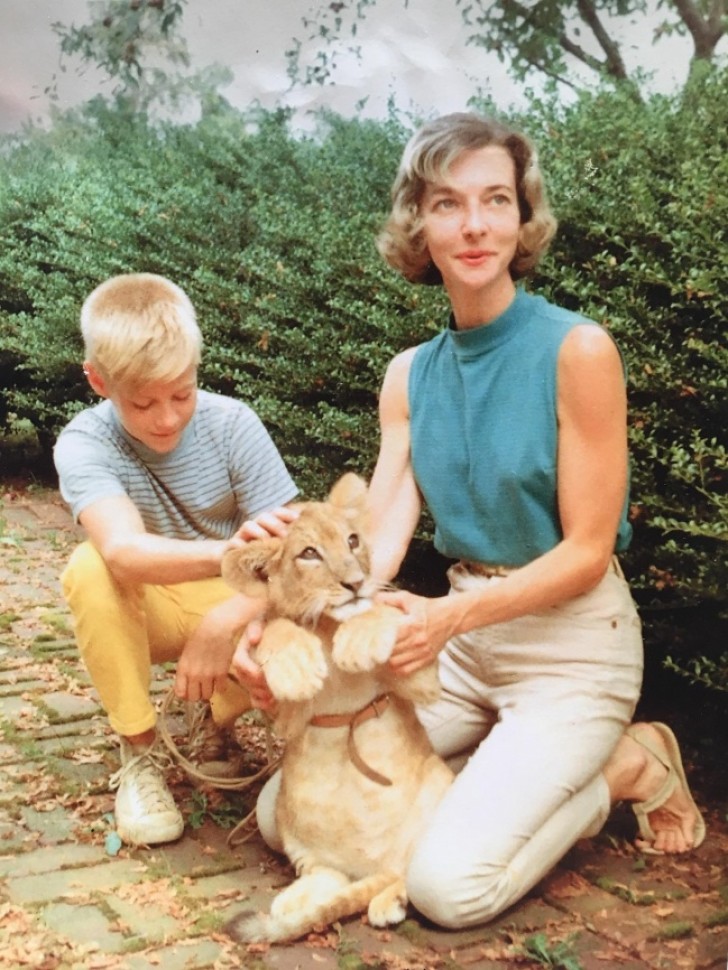 Meine Oma war eine Tierärztin und hat zusammen mit meinem Papa für einige Jahre einen Löwen aufgezogen. 1959.