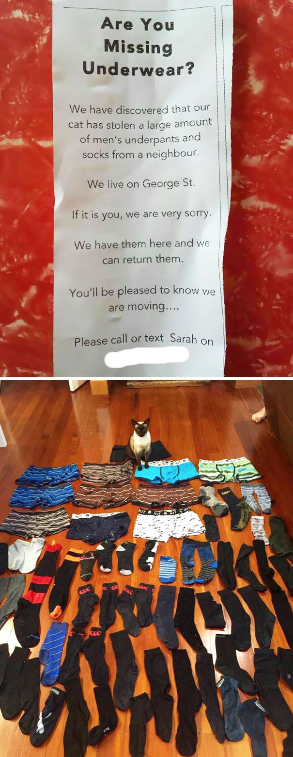 Diese Katze klaut die Wäsche der Nachbarn. Die Besitzerin musste eine Notiz hinterlassen