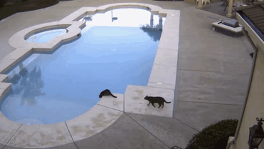Un gatto che butta il fratello nella piscina.