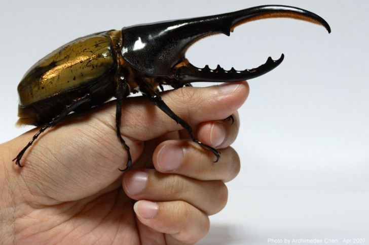 1 - Hercules beetle