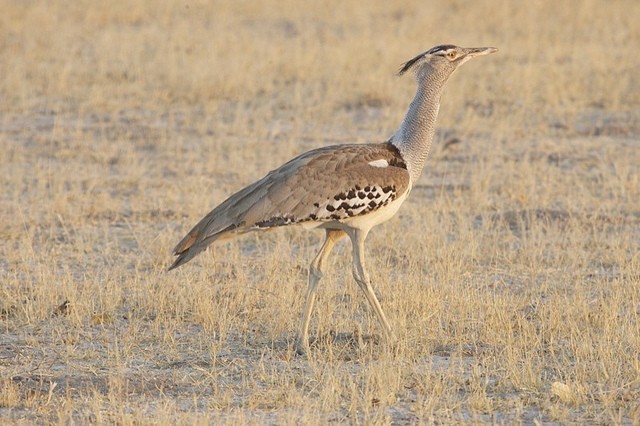 0 - Kori bustard