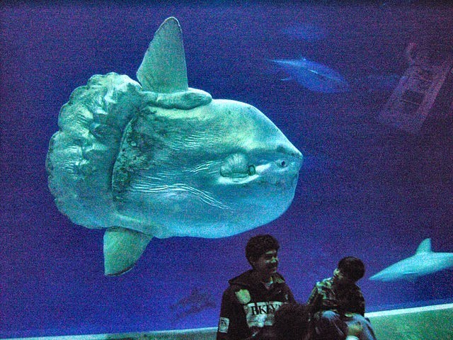 11 - Opahs aka sunfish or moonfish