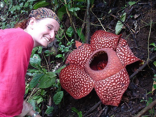 13. Rafflesia