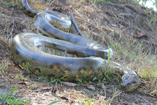 2. L'anaconda vert