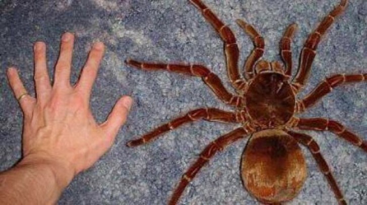 5 - Goliath birdeater tarantula