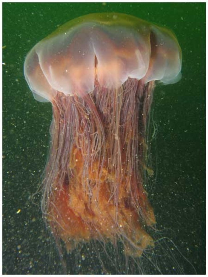 6 -Lion's mane jellyfish