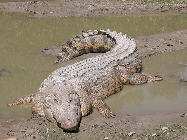 7. Crocodilo marinho