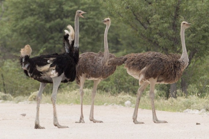 8 - Ostrich