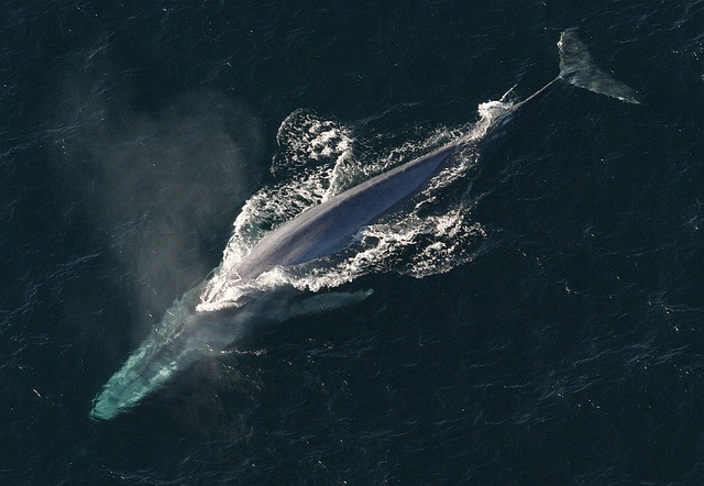 9. La baleine bleue