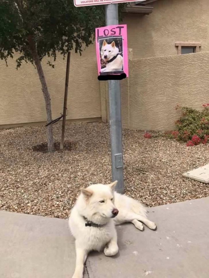 15. Vous ne trouvez pas votre chien mais votre chien vous trouve.