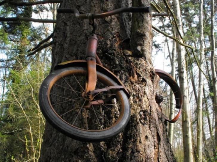 4. Ein Fahrrad das 1914 von einem Kind am Baum angekettet hinterlassen wurde, weil der Krieg kam