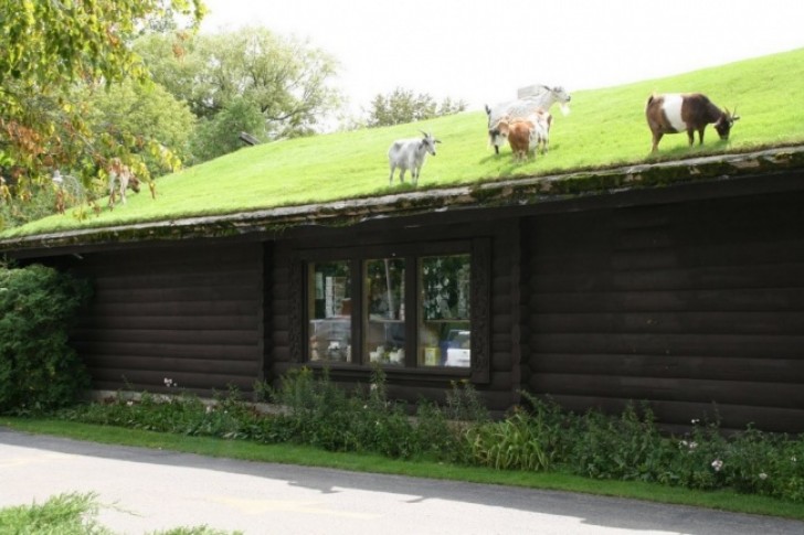17. Geiten die gras eten op het dak van een restaurant...