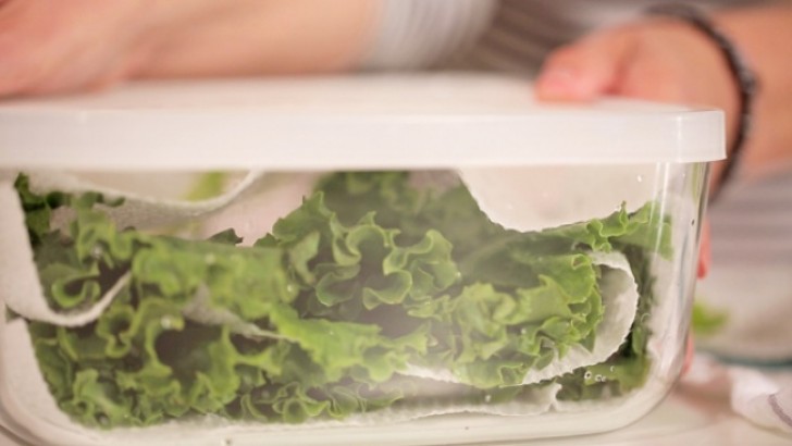 6. Wenn man zuviel Salat hat: Wasche und trockne ihn, wickle ihn in ein Papiertuch ein und lege ihn in eine Tupperbox
