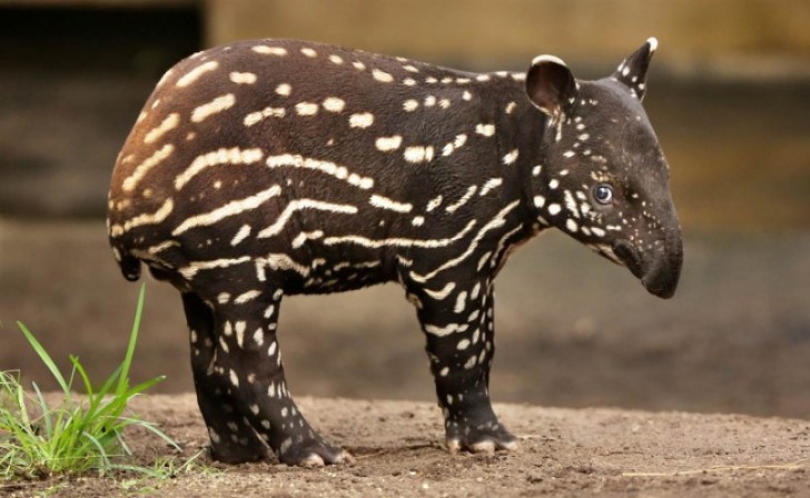 5. Immaginavate che i tapiri fossero così adorabili?