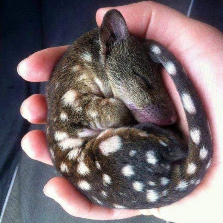 7. Un quoll orientale appena nato (noto anche come gatto marsupiale maculato)
