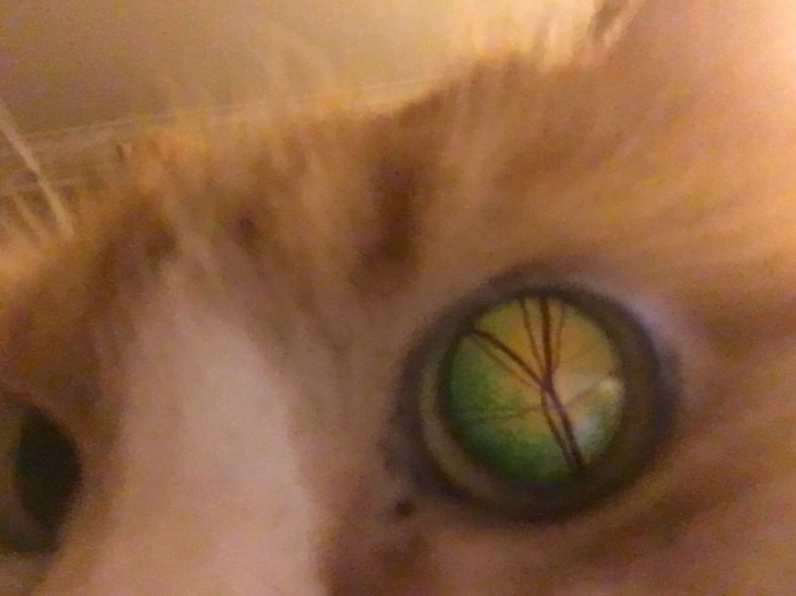 7. "I accidentally took a photo of the inside of our cat's eye ... wow!"
