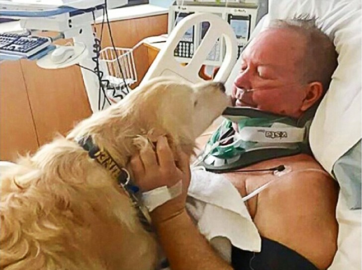 Ce chien a sauvé la vie du maître en se couchant sur lui après une chute et en prévenant l'hypothermie en attendant de l'aide.