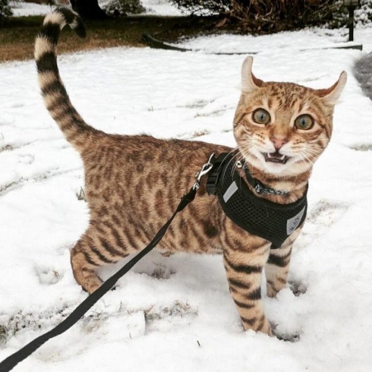 Prima passeggiata sulla neve, per questo gatto...