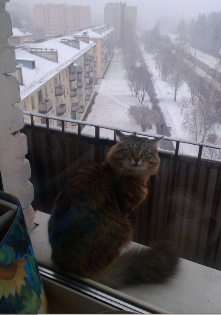 Même mon chat est choqué par ce froid!