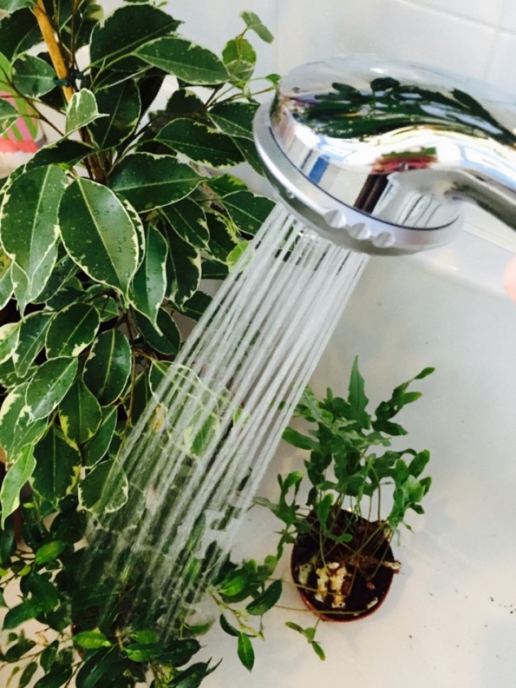 14. It is important to give plants a shower! Yes, a shower will remove the dust accumulated between the leaves and help them to breathe (and if they breathe, you breathe too!)