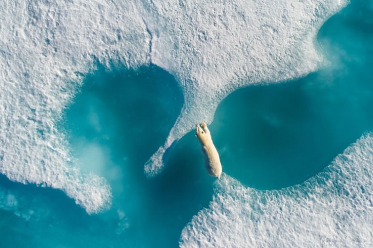 Nanuk, der Eisbär versucht, die beiden Ufer zusammen zu halten.