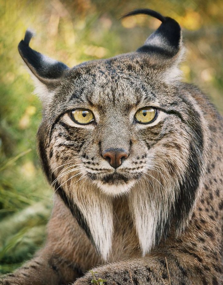 Der Pardelluchs: Dank des Schutzes und der Erhaltung von Tierarten konnten wir die Anzahl der Exemplare von 100 auf 326 erhöhen.