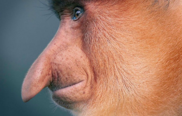 Proboscis monkey --- In forty years, the number of specimens has decreased by half.