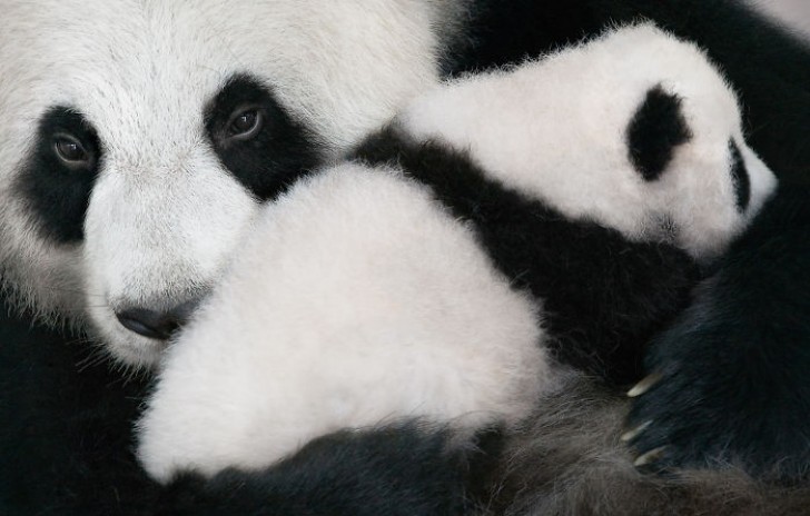Der Große Panda: Die Gesamtbevölkerung besteht immer noch aus einer sehr geringen Anzahl (etwa 1864), aber die gute Nachricht ist, dass sie zunimmt.
