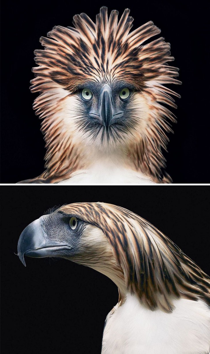 Philippine Eagle --- Only 600 specimens remain of the national bird of the Philippines.