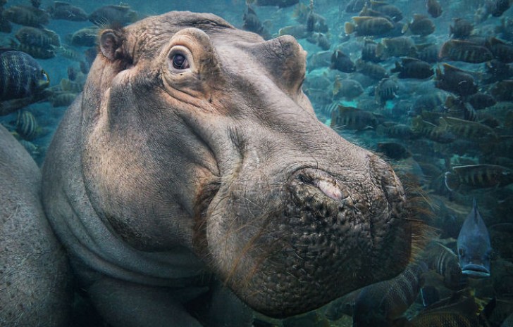 The hippopotamus is considered a vulnerable species.