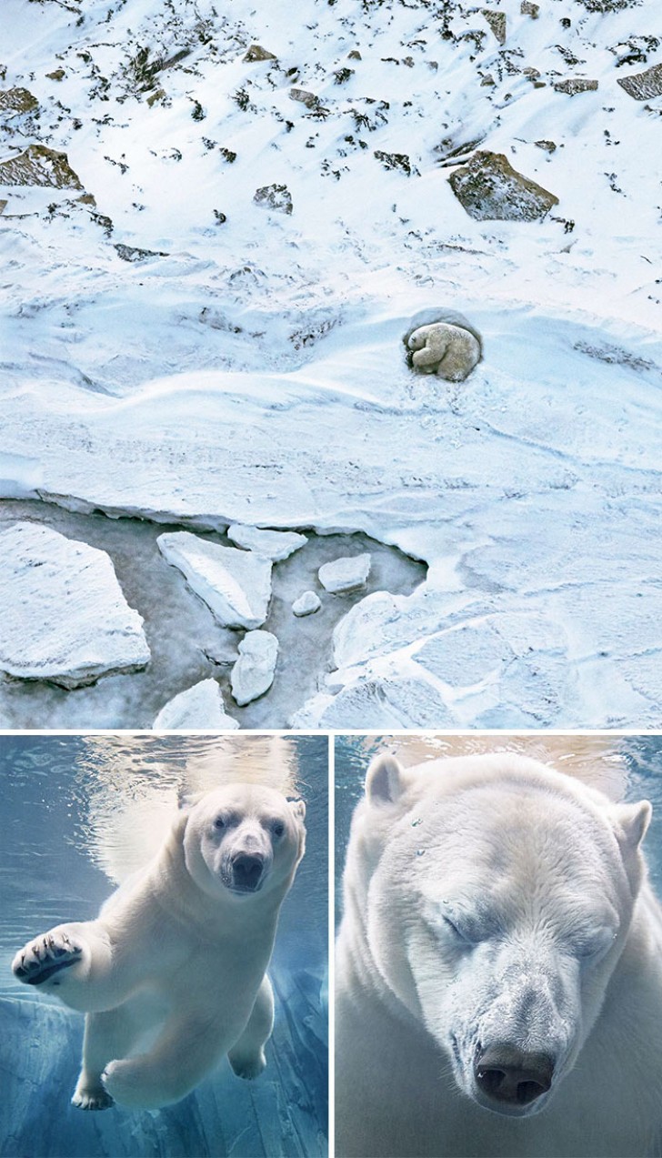 Der Eisbär: Die genaue Zahl ist schwer zu bestimmen, aber die noch lebenden Exemplare werden auf 20-25 Tausend geschätzt.