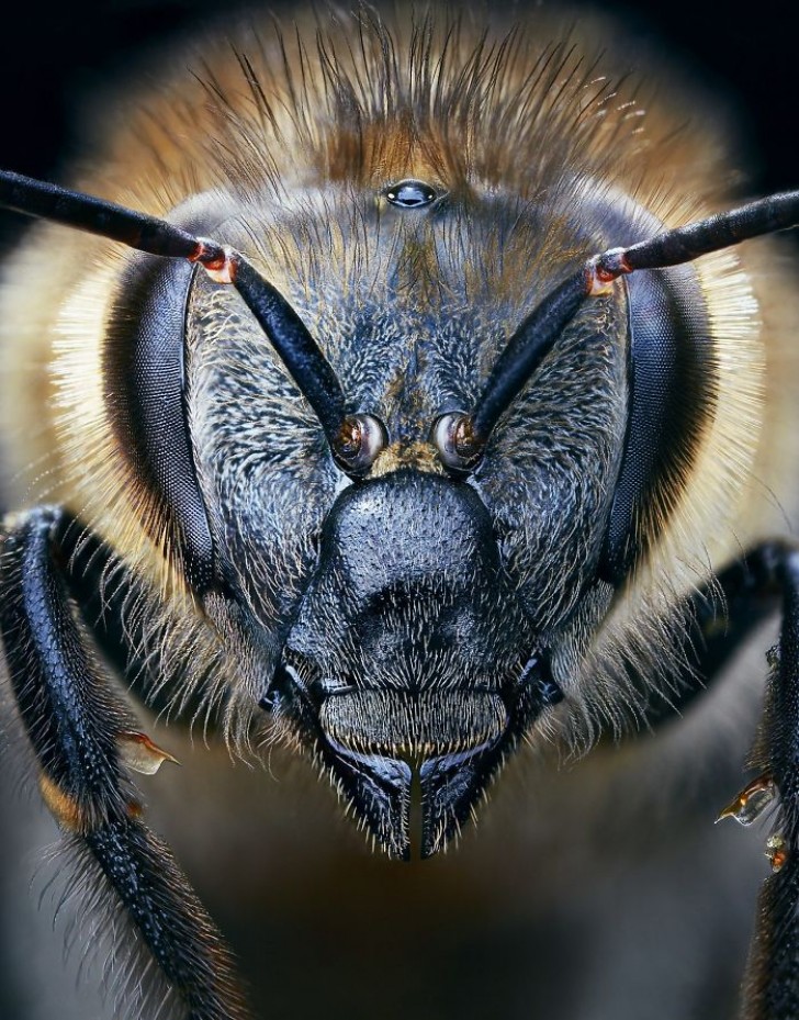 Western honey bee (European bee) --- The extinction of this insect would put the existence of life on Earth at risk.