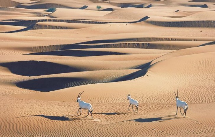 Die Arabische Oryx.