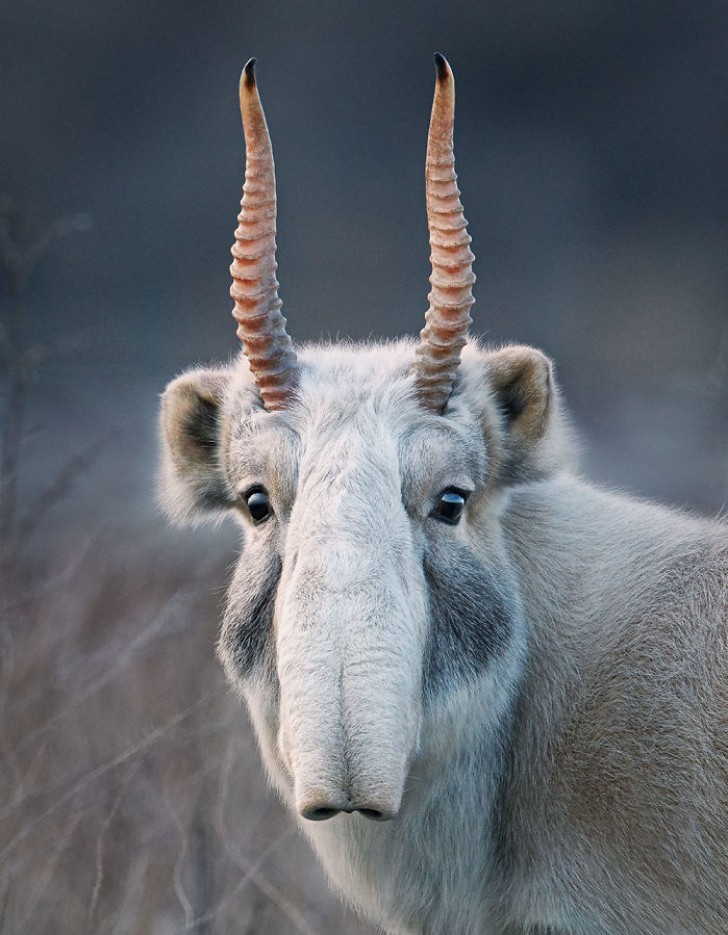 Mongoolse saiga antilope: er zijn nog maar 750 exemplaren.