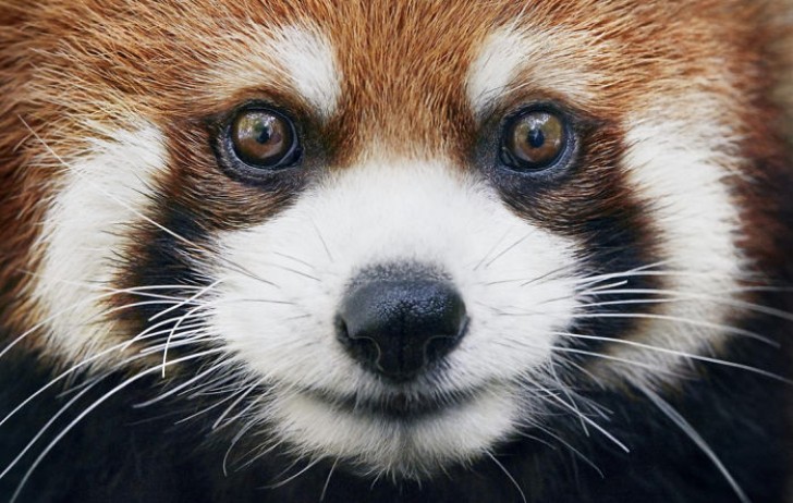 Lesser Panda --- the number of these animals decreases each year and, among mammals, is one of the 100 species exposed to the greatest risk of extinction.