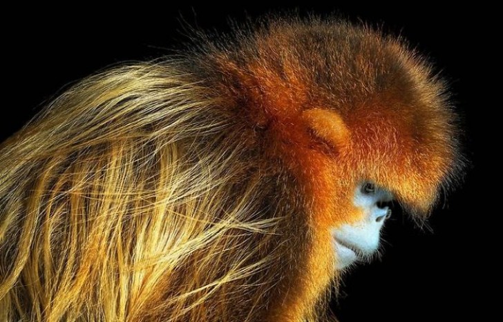 Golden snub-nosed monkey --- It lives only in the highlands of southwestern China and the male specimen is characterized by a light-colored snout.
