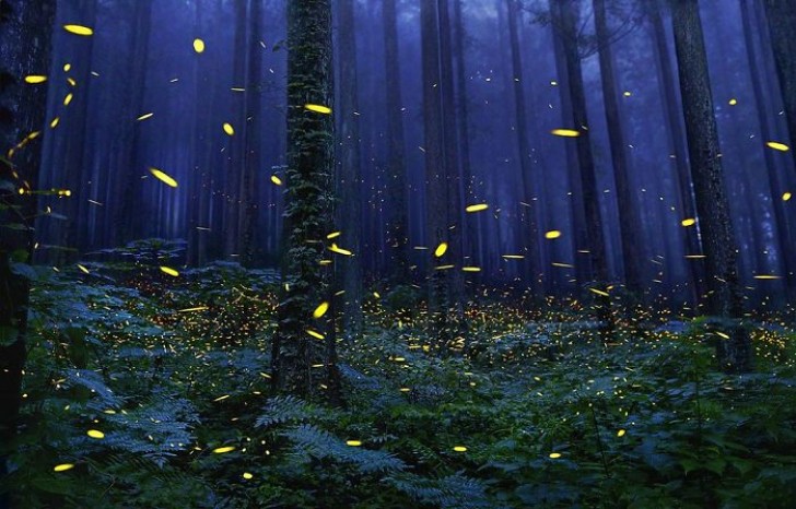 Fireflies --- There are different types but their number is decreasing more and more in different parts of the world.