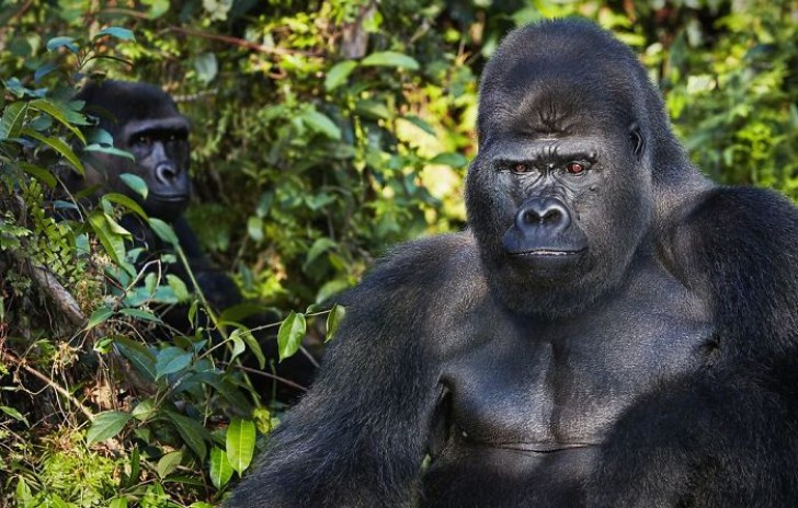Western lowland gorilla --- It is the most widespread species but at the same time the most subject to hunters' attacks and the destruction of their natural habitat.