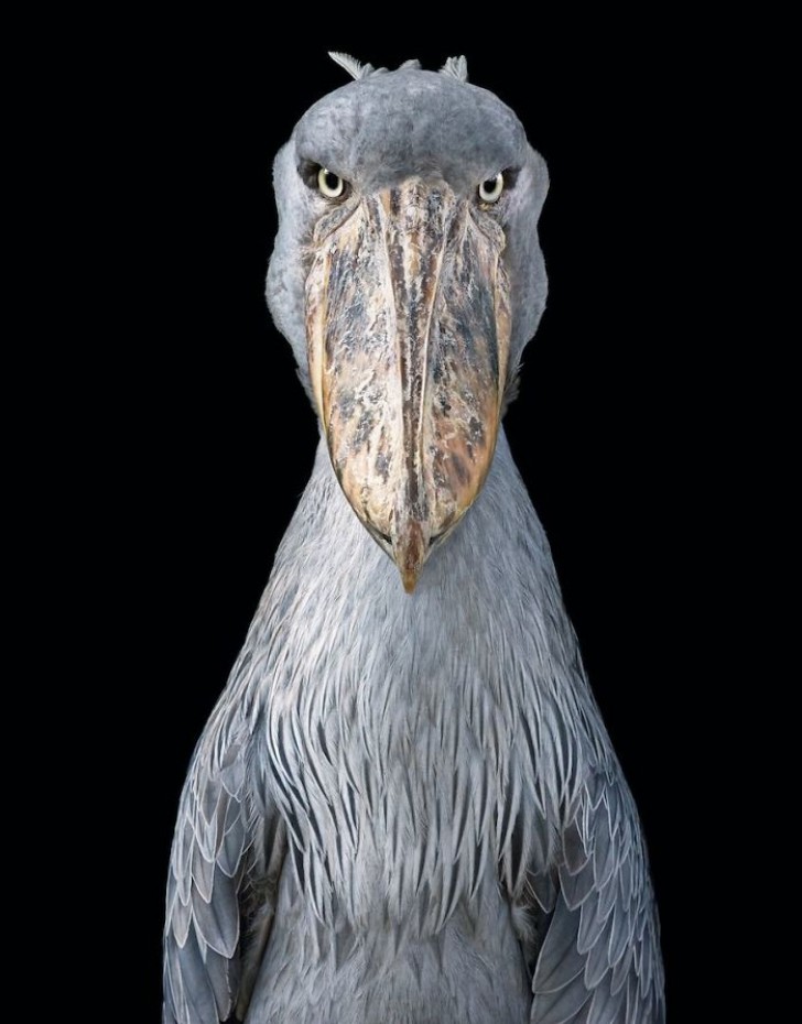 Shoe-beak --- This large stork-like bird lives in East Africa and is considered a species at risk because it is estimated that there are only 8000 specimens left.