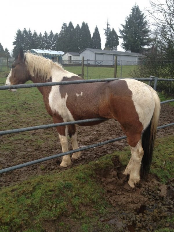 5. Un cheval bizarrement coincé dans une clôture